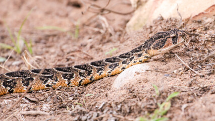 A highly venomous Puff Adder slithers across the sandy terrain in the Eastern Cape, South Africa.