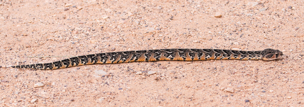 A highly venomous Puff Adder slithers across the rocky terrain in the Eastern Cape, South Africa.