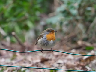 Petit rouge-gorge curieux, perché sur un fil de fer.