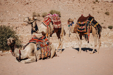 Three camels with bright colorful saddles on their backs. Camels in Petra. Jordan