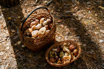 Mushrooms. Basket with mushrooms. Close-up.
