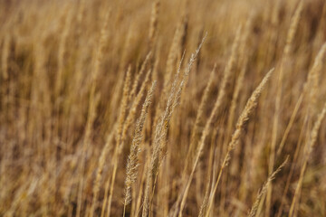 Autumn. Dried hay. Close-up.