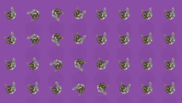 Colorful pattern of cat heads on purple background. Seamless pattern with cat faces. Top view. Realistic animation. 4K video motion