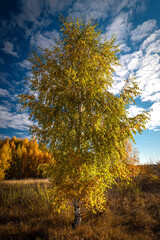 Autumn forest nature. Vivid morning in colorful forest. Beautiful autumn landscape.