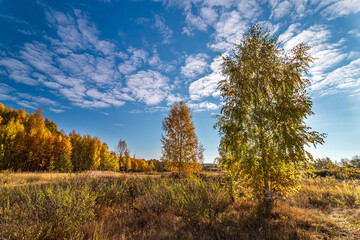 Fototapeta premium Autumn forest nature. Vivid morning in colorful forest. Beautiful autumn landscape.