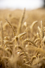 Golden Wheat Field 
