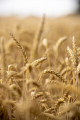 Golden Wheat Field 