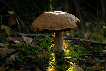 Suillellus luridus ( formerly Boletus luridus ) the lurid bolete close up in a ray of sunlight