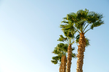 Palm trees on a background of blue sky green juicy leaves.