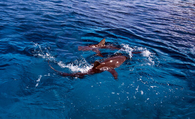 View of shark in the water