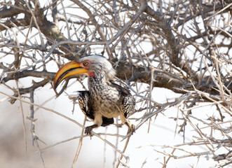 Photo of southern yellow billed hornbill