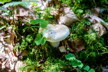Mushroom closeup view in a forest