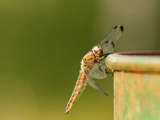 Orange dragonfly