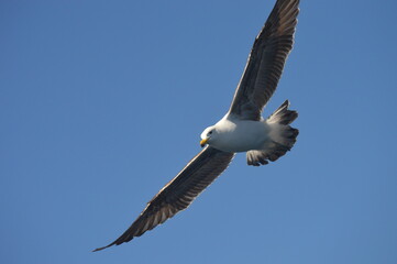 seagull in flight
