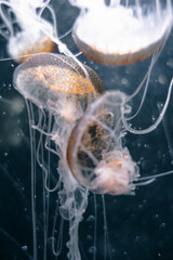 Jellyfish floating in the deep ocean