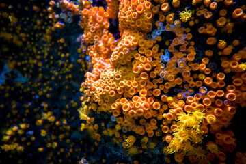 Orange sea anemone on a coral reef