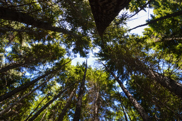 Fototapeta premium trees in the forest