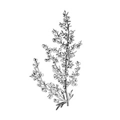 Hand drawn Sagebrush. Medicinal herb
