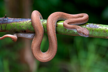 Mangrove pit viper coiled around a tree branch