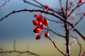 Dog rose (Rosa canina) is a variable climbing, wild rose species native to Europe. Intense colorful red rose hips with dew drops after on a winter morning after rain. Branches with thorns and prickles