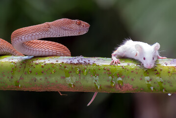 Mangrove pit viper with prey