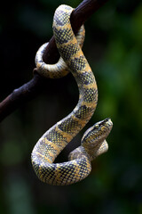 Temple pit viper in a defensive position