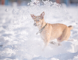 mongrel fawn puppy in the snow in winter