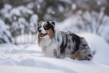 Marbled Australian Shepherd dog running through snowdrifts against the backdrop of a winter forest. Action dog