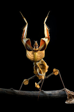 Devil's praying mantis in black background