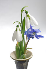 White and blue snowdrops on a white background. Close-up. 