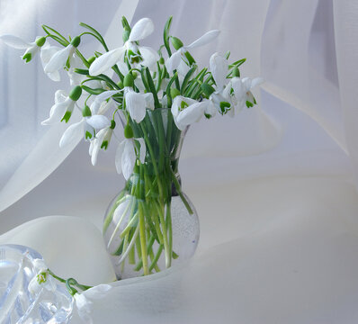 White Snowdrops In A Vase Against A Background Of Translucent Drapery.