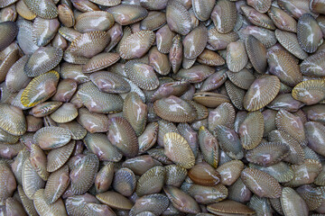 Fresh Surf clam background, Raw Carpet clam, Venus shell, Baby clam, Paphia undulata, Veneridae in fresh seafood market, Top view of Short necked clam.