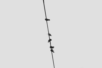 Minimalist black and white bird perched on top of an electrical cable - Powered by Adobe