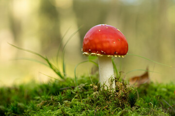 Beautiful perfect small fresh amanita muscaria with copy text room in fall light in the forest known as the fly agaric or amanita