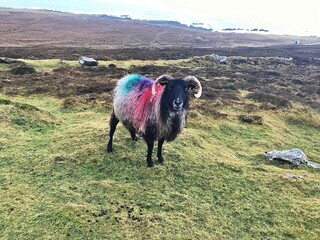 sheep in the mountains - Achille Island - Ireland