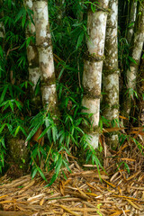 View of a bamboo Bamboo Forest