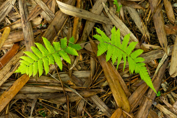 View of a bamboo Bamboo Forest