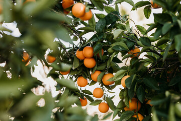 Oranges on tree