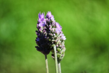 The beauty of the lavender flower.