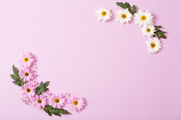 Naklejka na ściany i meble chrysanthemums flowers on pink paper background