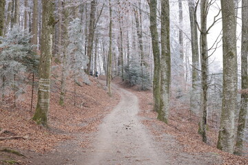 raureif im winter im wald bei kirchberg schweiz