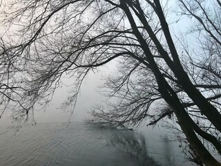Fototapeta na wymiar trees in the fog and river