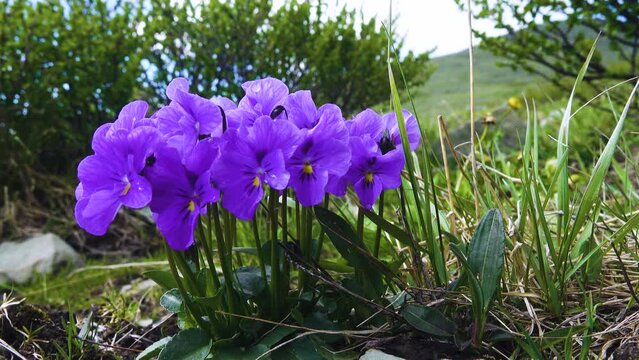 Altai Violets (Viola altaica) in the forest meadows of Altai mountains. Variable coloring of flowers