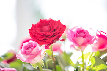 - romantischer Blumenstrauß mit roten und pinkfarbenen Rosen im Gegenlicht -