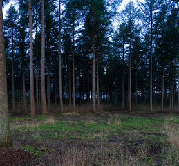 Obraz premium Dark and foggy pine forest in winter, Coniferous forest covered of green moss. Mystic atmosphere.