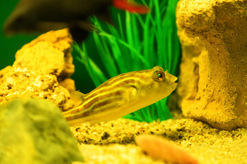 Tetraodon Fahaka fish swims in aquarium on green background (Tetraodontidae)
