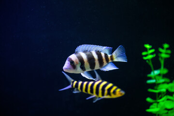 Obraz na płótnie Canvas Frontosa fish in aquarium. Cyphotilapia foreheaded (Cyphotilapia frontosa)