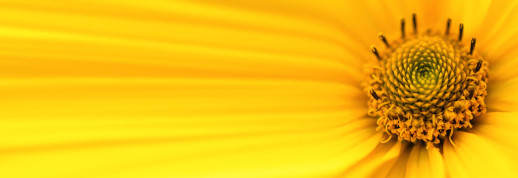 Facebook Covers Yellow Flowers