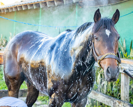 A bay Thoroughbred horse getting a bath in the wash rack at a race track with soap and steam.
