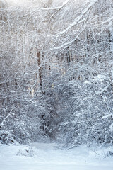 Snow covered trees in the winter forest with snowfall